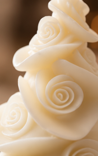 Rose de noel